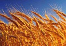 Cierre de la campaña de trigo 2025 en el centro norte santafesino: panorama productivo y márgenes brutos estimados