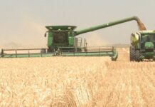 Ya se cosechó cerca de la mitad del trigo y los rindes que siguen asombrando