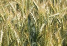 Desarrollan dos nuevos cultivares de triticale que mejoran la producción de biomasa
