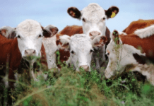 La faena vacuna cayó 10% en Patagonia durante 2025