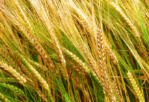 Cebada: la campaña 2025/26 consolidó una producción mundial récord cercana a 154 mill/tn