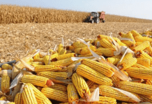 ¿Se abre una ventana para el maíz argentino?