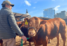 Córdoba entregó créditos para fortalecer la producción ganadera y láctea