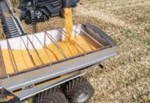 La cosecha de maíz ya inició en algunas zonas y buscan el primer lote para rematarlo