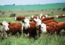 La faena de hembras superó 47% en 2025