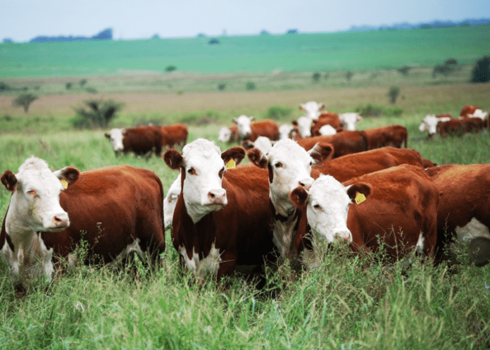 GANADERIA-DE-PRECISION