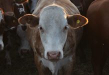 Brucelosis: las claves para prevenir una enfermedad que también afecta a las personas