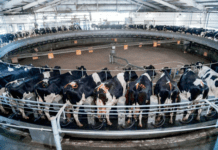 La producción de leche en Argentina cerró 2025 con fuerte crecimiento y récord de sólidos útiles