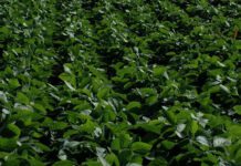 La soja avanza en la campaña 2025/26 con un plus: se confirma la muy buena calidad de la semilla