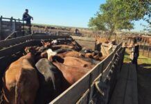 La Policía de Córdoba recuperó 1.060 cabezas de ganado valuadas en más de $2.000 millones