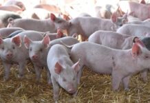 Golpe silencioso al negocio porcino: la rentabilidad se derrumbó en la segunda mitad de 2025