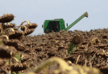 La cosecha de girasol avanza con buenos rindes