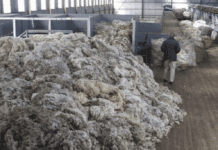 De la esquila al mundo: una medida oficial abre más oportunidades para las exportaciones de lana