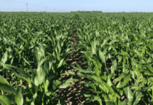 Aunque con menos agua y más cautela, el maíz se mantiene en carrera hacia una producción récord