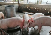 Cadena porcina: sin competividad la actividad está en riesgo