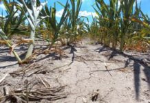 Extienden la emergencia agropecuaria para el norte de Santa Fe por la sequía