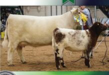 Una vaca de Trenque Lauquen fue coronada como la Mejor Shorthorn del Mundo