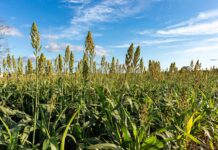 La siembra de sorgo avanza con buen ritmo pese a las lluvias en el norte