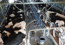 Un informe oficial reconoce el deterioro en la relación insumo-producto para los tamberos