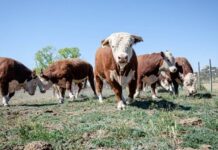 Carne patagónica: en Río Negro, otorgaron más de $ 1.200 millones a productores bovinos