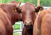 La invernada se mantiene firme por una oferta acotada