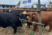 El “cambio cultural” que fortalece a la ganadería: “Quedó atrás la idea de que la carne debe tener un precio político”