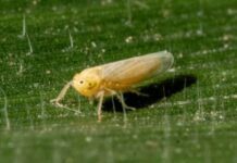 La chicharrita avanzó de la mano del calor y el maíz tardío.