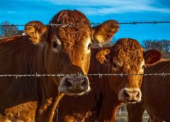 agriculture animal beef bull