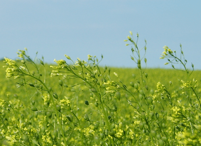 Camelina_Sativa