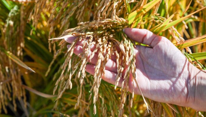 arroz-3-e1743170366975