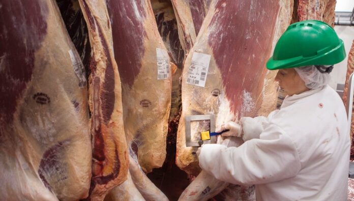 carne-faena-res-frigorifico-senasa