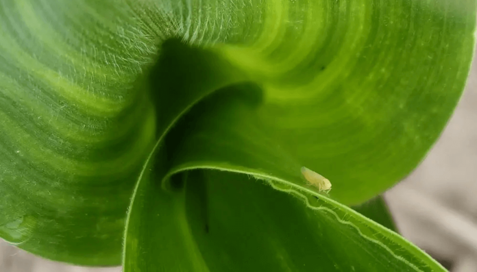 chicharrita-del-maiz-inta