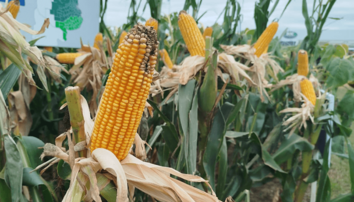 maiz-expoagro