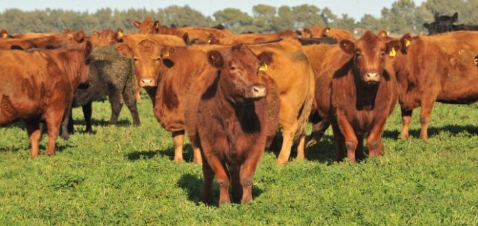 vacas-recria-720x340