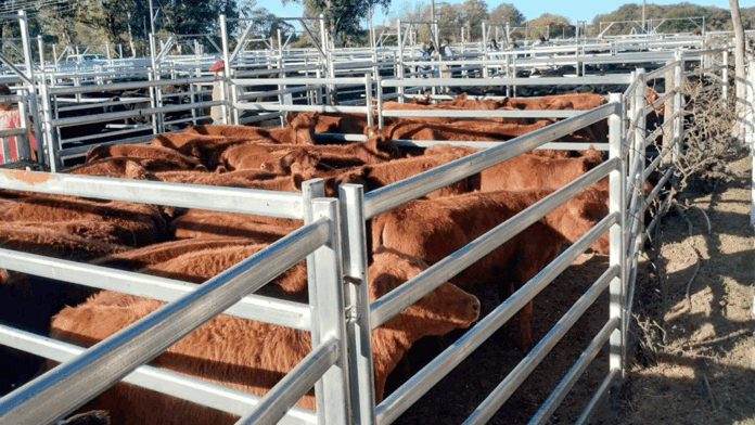 WhatsApp-Image-2025-04-26-at-11.50.52