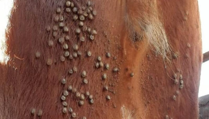 garrapatas-en-bovinos