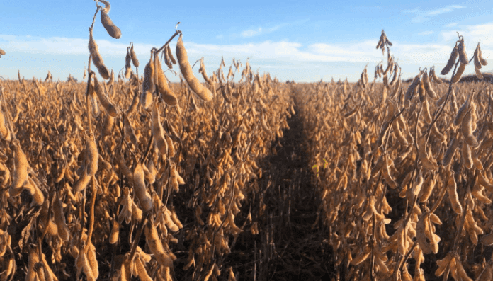 soja-dante-garciandia