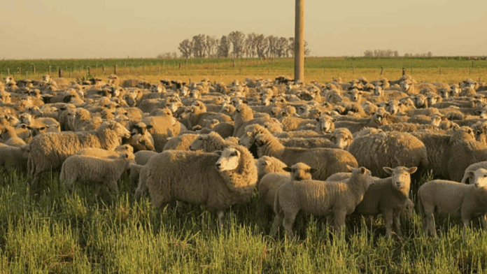 ovejas-campo-2024-800x453-1