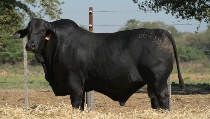 Las-Lilas-3-e1753905914686