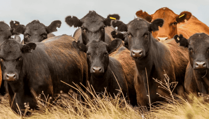 bovinos-angus