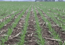 Crece el consumo de fertilizantes favorecido por el aumento de la superficie asignada al cultivo de trigo