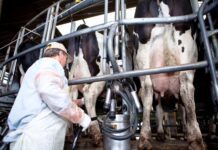 Desde la Sagyp advierten una tendencia a la baja en los precios a los tamberos