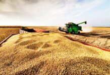 Confirmado: China vuelve a ser cliente de la soja estadounidense