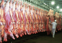 La faena de vacunos disminuyó en septiembre