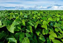 Fertilización “inteligente”: con aplicación balanceada de fósforo y azufre, la soja rinde hasta 40% más