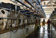 Las exportaciones lácteas crecen 13% y también mejora la producción y el consumo interno