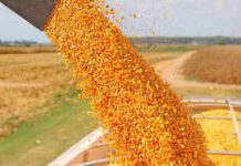 Argentina proyecta cosechas récord de trigo y maíz, pero la comercialización se enfría ante la incertidumbre global