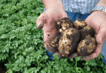 La papa no se toma vacaciones en Traslasierra y gana eficiencia con el riego por goteo subterráneo