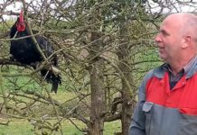 Gallinas negras de Janzé, la gran opción para producir huevos y evitar insectos