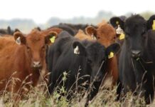 En poco más de dos meses ya se aprobaron créditos por $3.500 millones a valor producto para el sector ganadero